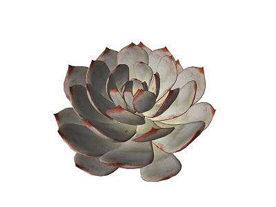 Rosette Shaped Succulent Plant With Grayish Green Leaves And Red Edges 3d model