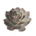 Rosette Shaped Succulent Plant With Grayish Green Leaves And Red Edges