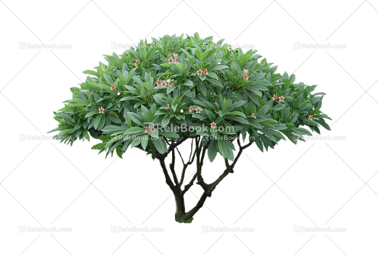 Shrubs 3d model