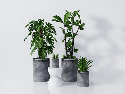 Modern Indoor Potted Plants with Grey and White Concrete Pots for Home Decoration 3d model