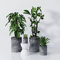 Modern Indoor Potted Plants with Grey and White Concrete Pots for Home Decoration