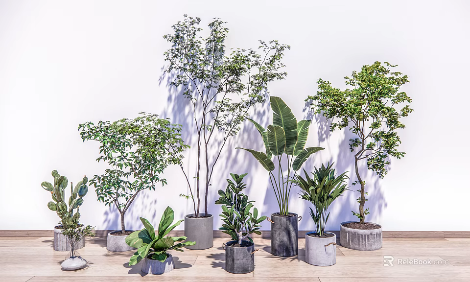 Indoor Bonsai Potted Plants Green Foliage Various Sizes Concrete Pots On Wooden Floor White Wall 3d model 