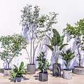 Indoor Bonsai Potted Plants Green Foliage Various Sizes Concrete Pots On Wooden Floor White Wall