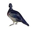 modern duck animal mandarin duck 3d model