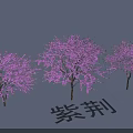 Beautiful Garden Landscape Featuring Three Bauhinia Trees With Vibrant Pink Blossoms