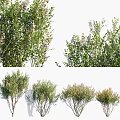 Different Garden Shrubs in Various Sizes and Lush Green Foliage 3d model