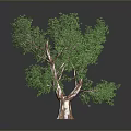 Healthy Green Tree With Lush Foliage And Brown Trunk On Dark Background