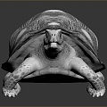 Turtle Turtle Cartoon Turtle Snapping Turtle Chickbill Turtle Reptile Cold Blooded Animal Reptile Reptile Class 3d model