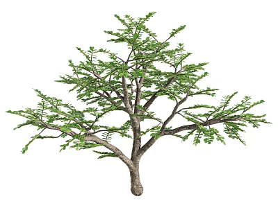 Lush Arbor With Green Leaves Thick Trunk And Spreading Branches 3d model