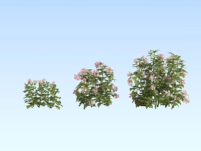 Three Different Size Plants With Pink Flowers On Light Blue Background 3d model