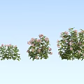 Three Different Size Plants With Pink Flowers On Light Blue Background