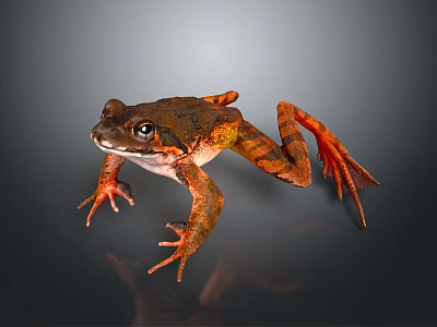 Brown And Orange Reptile With Large Eyes And Outstretched Limbs On Gray Background 3d model