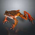 Brown And Orange Reptile With Large Eyes And Outstretched Limbs On Gray Background