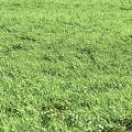 Lush Green Meadow With Vibrant Grass And Small Wildflowers In Natural Setting