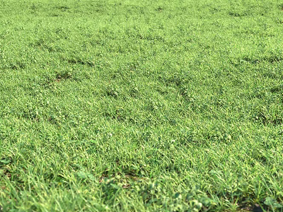 Lush Green Meadow With Vibrant Grass And Small Wildflowers In Natural Setting 3d model