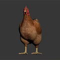 Brown Hen With Red Comb Feathered Body Standing On Dark Shiny Surface 3d model