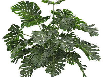 Potted Monstera Plant With Lush Green Foliage And Large Split Leaves For Indoor Decoration 3d model
