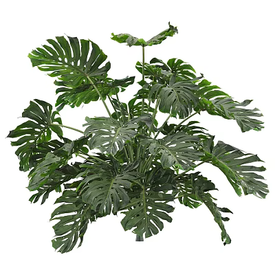 Potted Monstera Plant With Lush Green Foliage And Large Split Leaves For Indoor Decoration 3d model