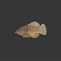 Vibrant Orange Brown Spotted Tropical Fish Swimming In Aquarium With Reflection