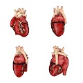 Human Heart Medical Equipment Cardiac Great Vein Artery Medical Heart Equipment Human Organs 3d model