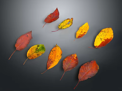 Colorful Autumn Leaves With Various Red Yellow Orange Green Tones On Dark Background 3d model