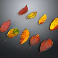 Colorful Autumn Leaves With Various Red Yellow Orange Green Tones On Dark Background