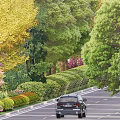 Municipal Road with Lush Green Trees Colorful Flowers Wide Paved Surface and Driving Vehicles