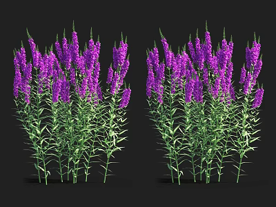 Vibrant Purple Flowering Aquatic Plants with Green Stems and Lush Leaves 3d model