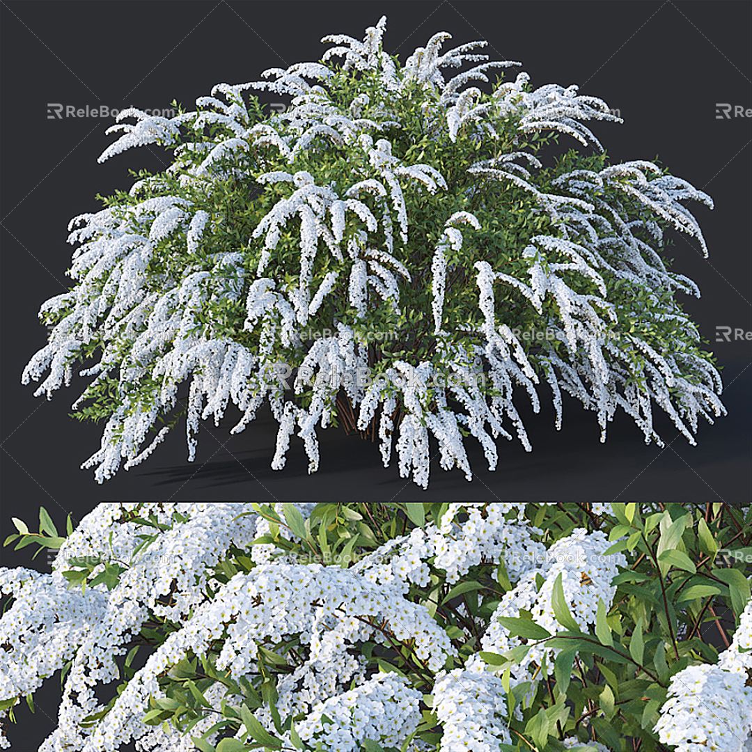 Modern Shrub Shrub Plant 3d model