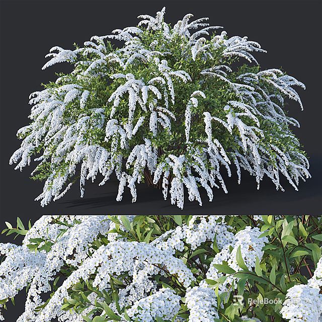 Lush Blooming Shrub With White Flowers And Green Foliage In Garden 3d model 