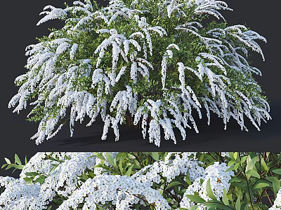 Lush Blooming Shrub With White Flowers And Green Foliage In Garden 3d model