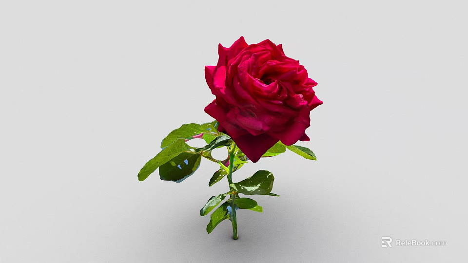 Stunning Red Rose Flower With Fresh Green Leaves And Stem On Gray Background 3d model 