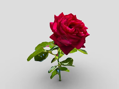 Stunning Red Rose Flower With Fresh Green Leaves And Stem On Gray Background 3d model