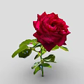 Stunning Red Rose Flower With Fresh Green Leaves And Stem On Gray Background