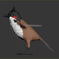 Bird Spreading Wings 3D Model Brown White Body Black Crest Red Eye Feathers Gray Background