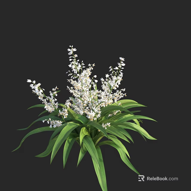 Ornamental Garden Shrub With Lush Green Leaves And Small White Flowers 3d model 