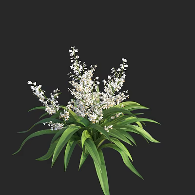 Ornamental Garden Shrub With Lush Green Leaves And Small White Flowers 3d model