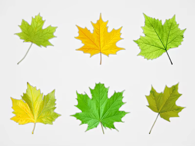 Vibrant Green and Yellow Maple Leaves Arranged on White Background 3d model