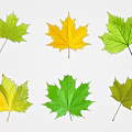 Vibrant Green and Yellow Maple Leaves Arranged on White Background