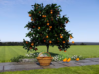 Orange Tree Full of Ripe Oranges with Basket on Stone Path in Green Grassland 3d model