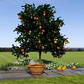 Orange Tree Full of Ripe Oranges with Basket on Stone Path in Green Grassland