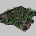 Lush Green Ground Cover Plants Growing On Natural Soil Surface Area