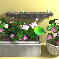 Water Plants Lotus Featuring Green Leaves Pink White Flowers in Stone Container and Ceramic Pot