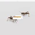 Two Brown Grasshoppers On White Background With Detailed Legs And Antennae