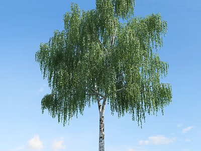 Tall Weeping Tree with Green Leaves and White Trunk Against Blue Sky and White Clouds 3d model