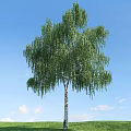 Tall Weeping Tree with Green Leaves and White Trunk Against Blue Sky and White Clouds