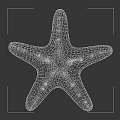 Orange Spiny Textured Starfish Isolated On Gray Background Close Up View Of Marine Aquatic Animal