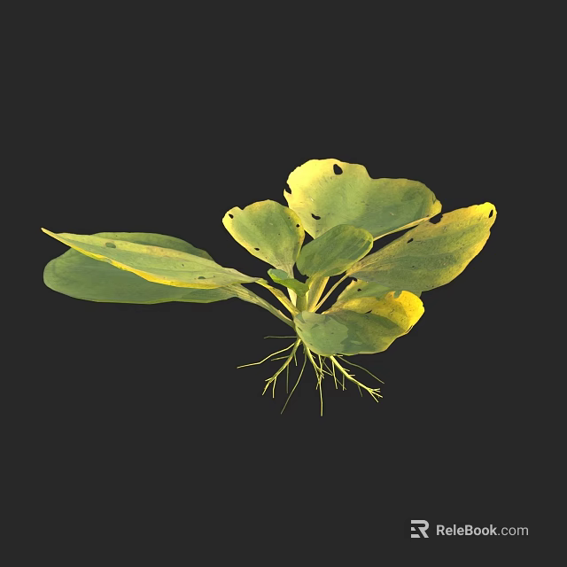 Green and Yellow Leaf Plant with Roots Against Black Background 3d model 