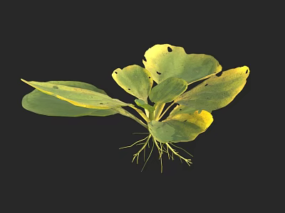 Green and Yellow Leaf Plant with Roots Against Black Background 3d model