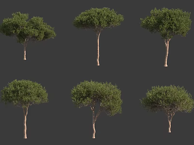 Various Arbor Trees With Green Canopies And Brown Trunks For Landscape Design 3d model